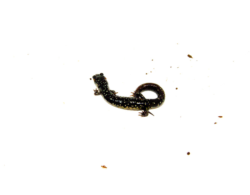 Southern Slimy Salamander (Plethodon teyahalee)