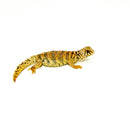 Ornate Uromastyx Babies (Uromastyx ornata)