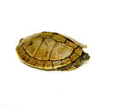 Mississippi Map Turtle Adults  (Graptemys pseudogeographica)