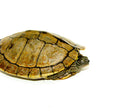 Mississippi Map Turtle Adults  (Graptemys pseudogeographica)