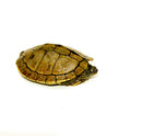 Mississippi Map Turtle Adults  (Graptemys pseudogeographica)