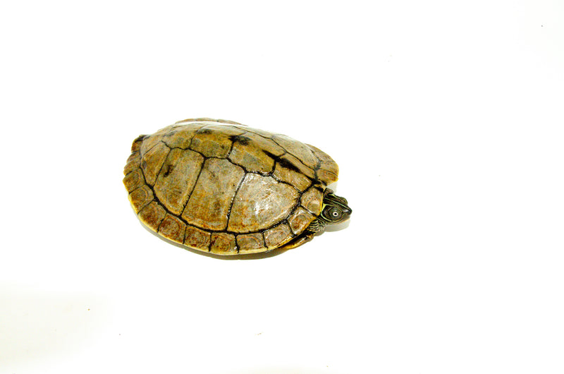 Mississippi Map Turtle Adults  (Graptemys pseudogeographica)