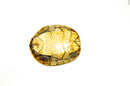 Mississippi Map Turtle Adults  (Graptemys pseudogeographica)