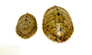 Mississippi Map Turtle Adults  (Graptemys pseudogeographica)