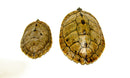 Mississippi Map Turtle Adults  (Graptemys pseudogeographica)