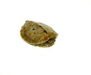 Mississippi Map Turtle Adults  (Graptemys pseudogeographica)