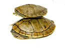 Mississippi Map Turtle Adults  (Graptemys pseudogeographica)