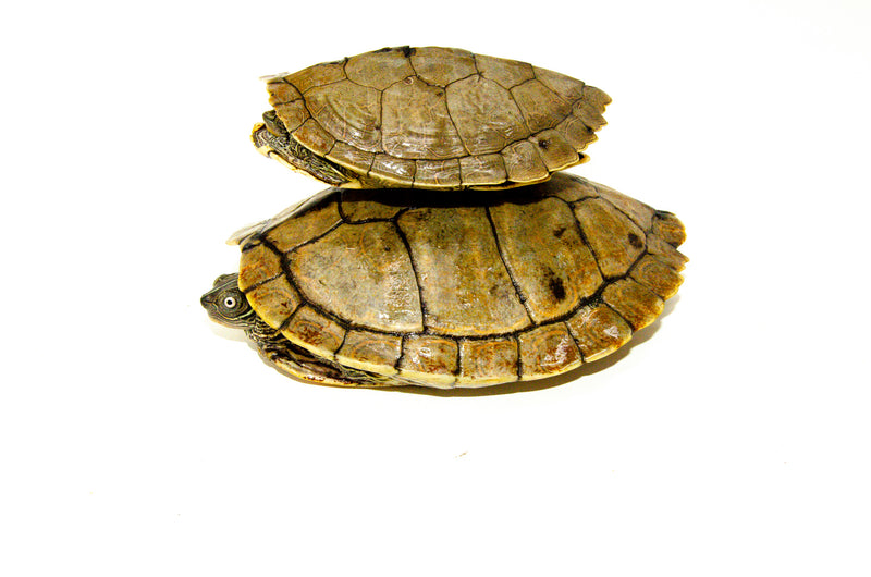 Mississippi Map Turtle Adults  (Graptemys pseudogeographica)
