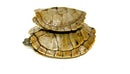 Mississippi Map Turtle Adults  (Graptemys pseudogeographica)