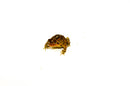 Southern Toad (Bufo terrestris)
