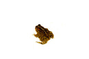 Southern Toad (Bufo terrestris)