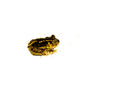 Eastern Spadefoot toad (Scaphiopus holbrookii)