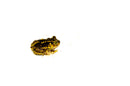 Eastern Spadefoot toad (Scaphiopus holbrookii)