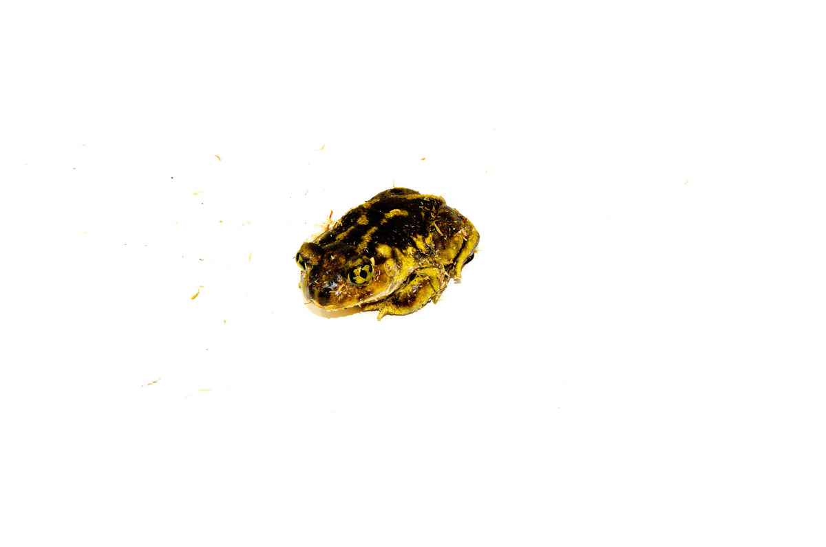 Eastern Spadefoot Toad For Sale | American Reptile Distributors