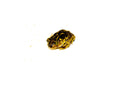 Eastern Spadefoot toad (Scaphiopus holbrookii)