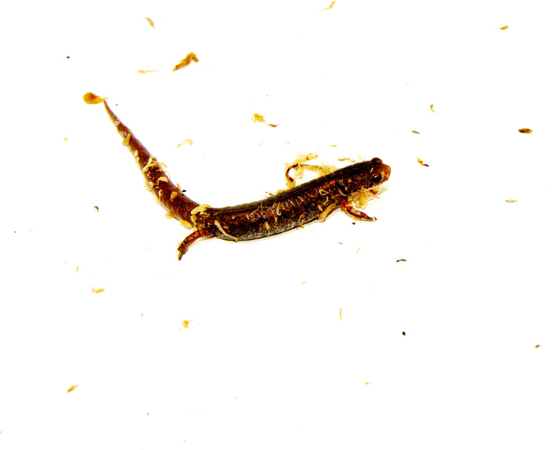 Four Toed Salamander (Hemidactylium scutatum)