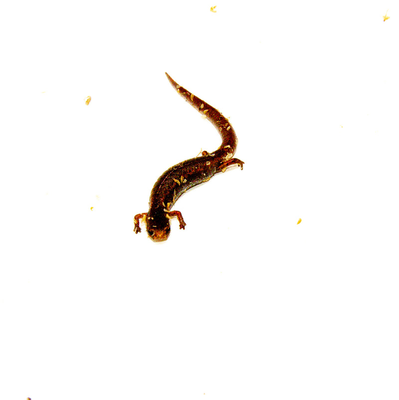 Four Toed Salamander (Hemidactylium scutatum)