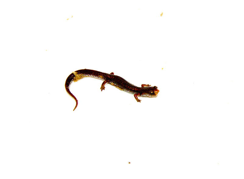 Four Toed Salamander (Hemidactylium scutatum)