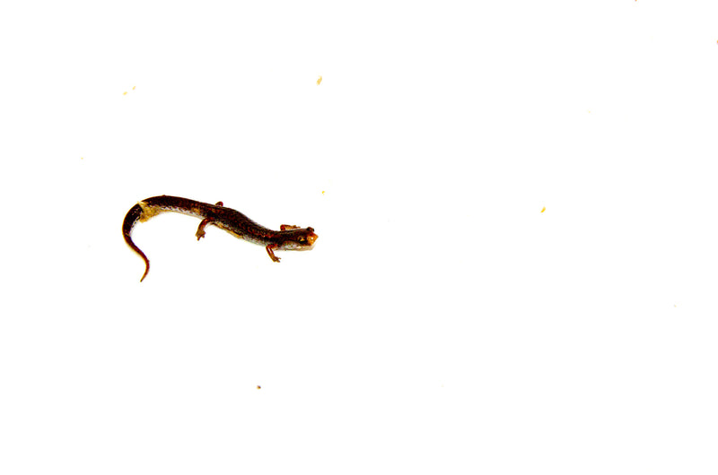 Four Toed Salamander (Hemidactylium scutatum)