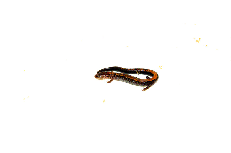 Eastern Redback Salamander (Plethodon cinereus)