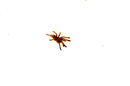 Orange Baboon Tarantula (Pterinochilus murinus)