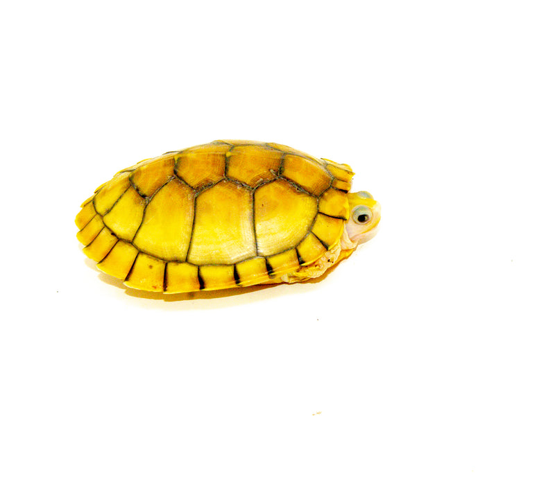 Caramel Pink Albino Red Eared Slider Turtle Sub Adult (Trachemys elegans) no