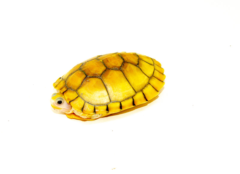Caramel Pink Albino Red Eared Slider Turtle Sub Adult (Trachemys elegans) no