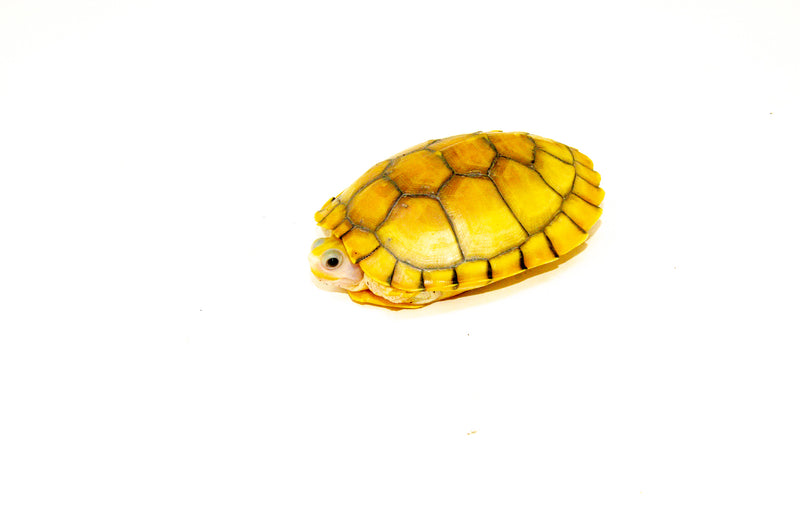 Caramel Pink Albino Red Eared Slider Turtle Sub Adult (Trachemys elegans)