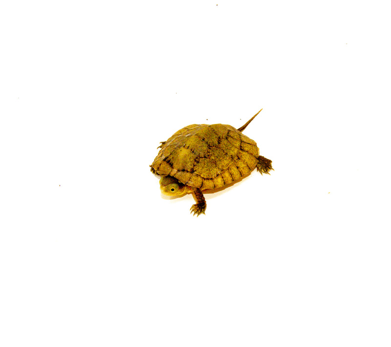 Four Eyed Turtle Baby (Sacalia quadriocellata)