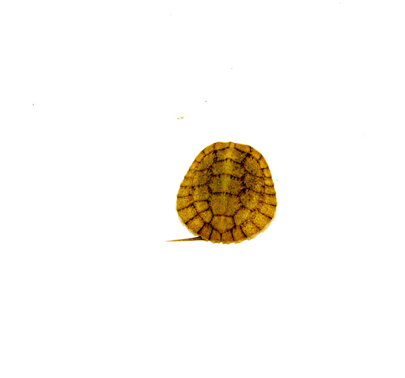 Four Eyed Turtle Baby (Sacalia quadriocellata)
