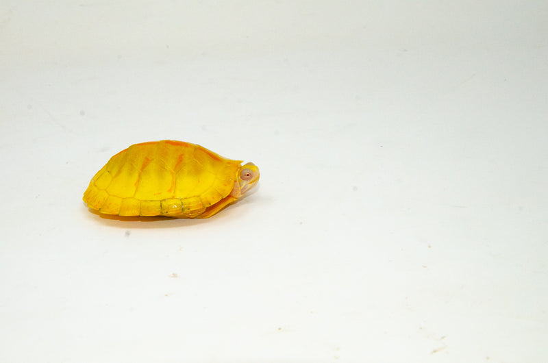 Albino Southern Painted Turtle Female (3 inch) (Chrysemys picta dorsalis)
