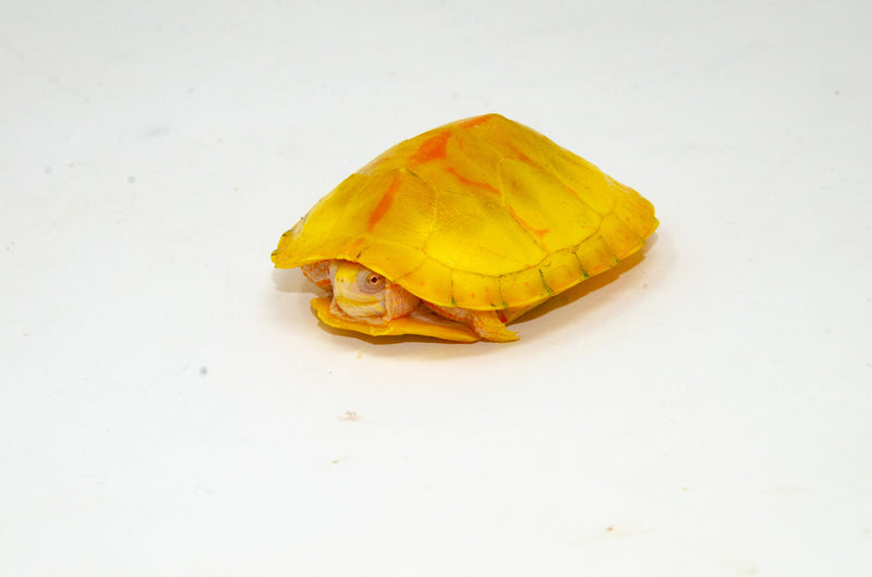 Albino Southern Painted Turtle Female (3 inch) (Chrysemys picta dorsalis)