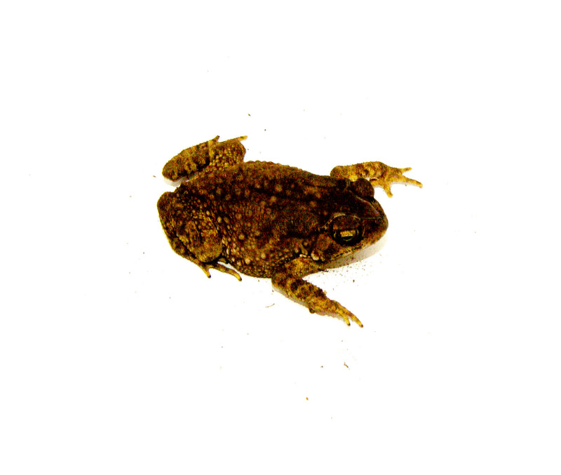 Rainbow Chocolate Chip Toad (Bufo melanostictus)