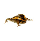 Chubby Frog (Kaoula pulchra)