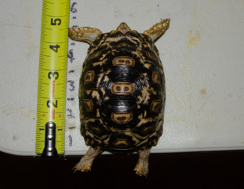 South African Giant  Leopard Tortoise Female 1  (4-5 inch)(Stigmochelys p. pardalis)