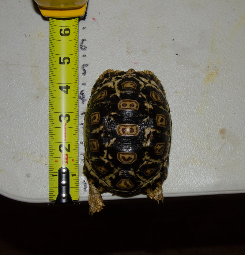 South African Giant  Leopard Tortoise Female 2  (4-5 inch)(Stigmochelys p. pardalis)