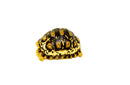 South African Giant  Leopard Tortoise Female 2  (4-5 inch)(Stigmochelys p. pardalis)