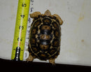 South African Giant  Leopard Tortoise Female 3  (4-5 inch)(Stigmochelys p. pardalis)