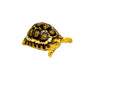 South African Giant  Leopard Tortoise Female 3  (4-5 inch)(Stigmochelys p. pardalis)