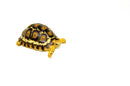 South African Giant  Leopard Tortoise Female 3  (4-5 inch)(Stigmochelys p. pardalis)