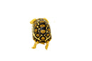 South African Giant  Leopard Tortoise Female 3  (4-5 inch)(Stigmochelys p. pardalis)