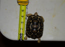 South African Giant  Leopard Tortoise Female 4  (4-5 inch)(Stigmochelys p. pardalis)