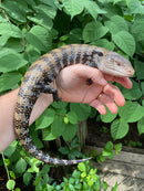 Merauke Blue Tongue Skink Adultss (Tiliqua scincoides)