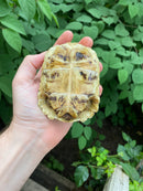 Leopard Tortoise Female 2 (4-5 inch)(Stigmochelys p. babcocki)