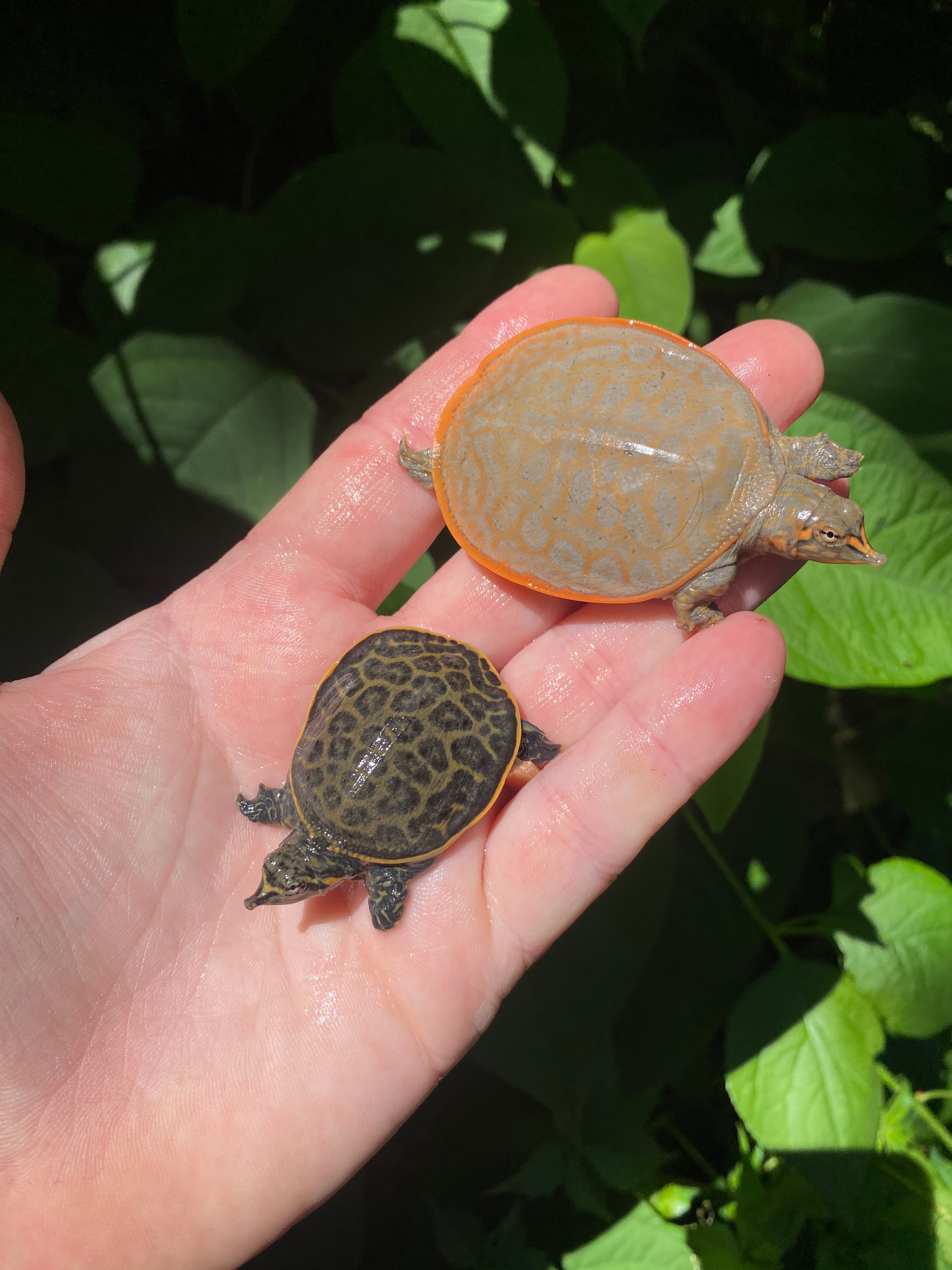 Florida Softshell For Sale | American Reptile Distributors