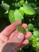 Two Headed Red Eared Slider Turtle (Trachemys elegans)