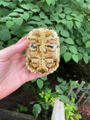 Leopard Tortoise Female 3 (4-5 inch)(Stigmochelys p. babcocki)