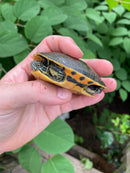 Western Chicken Turtle Yearlings (Deirochelys reticularia miaria)