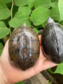 Common Musk Turtle Adults (Sternotherus odoratus)