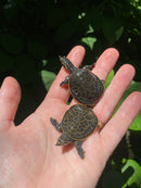 Florida Softshell (Apalone ferox)